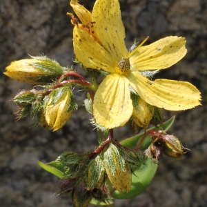 Photographie n°193388 du taxon Hypericum richeri Vill. [1779]