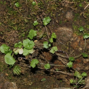 Photographie n°193429 du taxon Wahlenbergia hederacea (L.) Rchb.