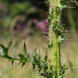 Photographie n°193432 du taxon Cirsium palustre (L.) Scop.