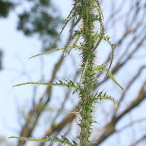 Photographie n°193435 du taxon Cirsium palustre (L.) Scop.