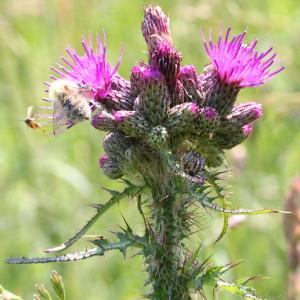 Photographie n°193436 du taxon Cirsium palustre (L.) Scop.