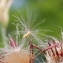  Marie  Portas - Cirsium palustre (L.) Scop.