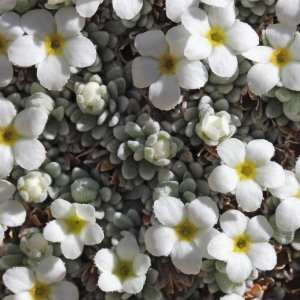 Primula aretia (Vill.) Kuntze (Androsace de Suisse)