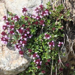 Photographie n°193441 du taxon Thymus serpyllum L. [1753]