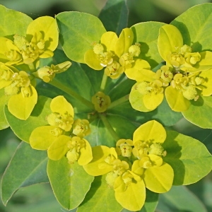 Photographie n°193444 du taxon Euphorbia brittingeri Opiz ex Samp.