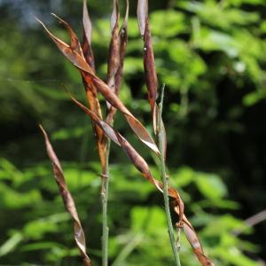 Photographie n°193446 du taxon Lathyrus vernus (L.) Bernh. [1800]