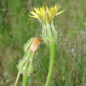 Tragopogon sonchifolius Salisb. (Urosperme fausse picride)