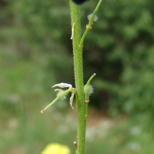 Photographie n°193469 du taxon Rapistrum rugosum (L.) All. [1785]