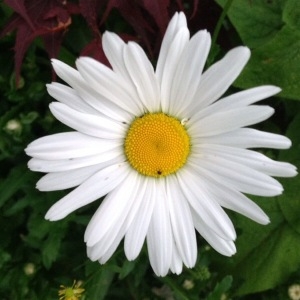 Chrysanthemum vulgare Gaterau (Marguerite)