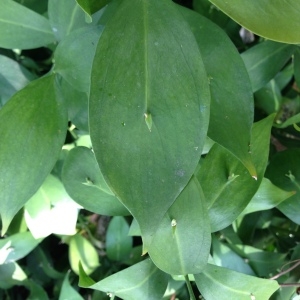 Photographie n°193487 du taxon Ruscus hypophyllum L. [1753]