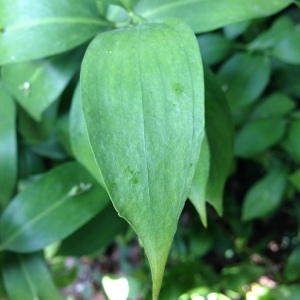 Photographie n°193490 du taxon Ruscus hypophyllum L. [1753]