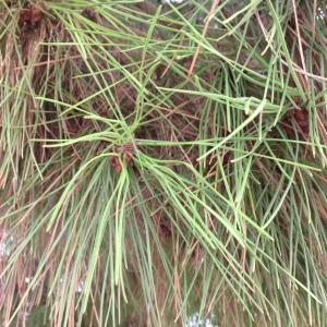 Pinus pinea L. (Pin parasol)