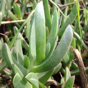 Carpobrotus sp.