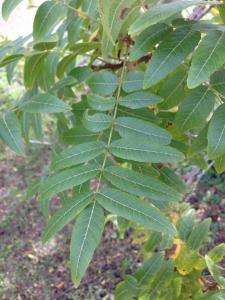 Pierre Bonnet, le 20 octobre 2013 (Barcelone)