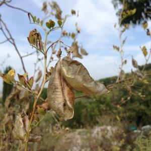 Colutea orientalis Mill. (Baguenaudier d'Orient)