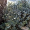  Liliane Roubaudi - Hormathophylla macrocarpa (DC.) P.Küpfer [1974]