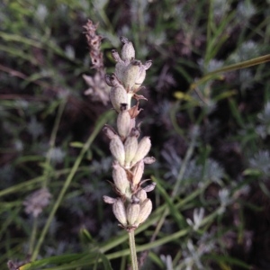 Photographie n°193630 du taxon Lavandula x intermedia Emeric ex Loisel. [1828]