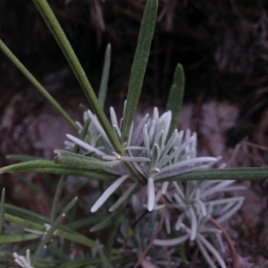 Lavandula ×burnatii Briq. (Lavandin)