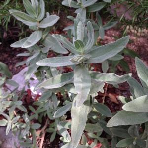 Photographie n°193650 du taxon Cistus albidus L. [1753]