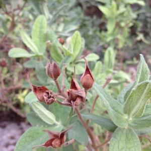 Photographie n°193664 du taxon Cistus albidus L. [1753]