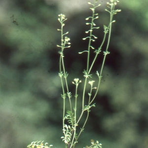 Photographie n°193682 du taxon Hornungia petraea (L.) Rchb. [1838]