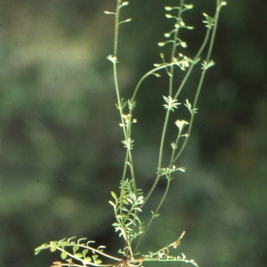 Photographie n°193684 du taxon Hornungia petraea (L.) Rchb. [1838]