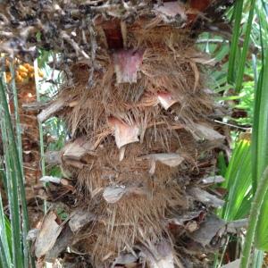  - Chamaerops humilis L. [1753]