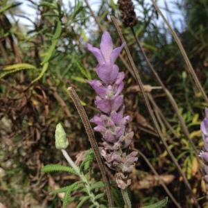 Photographie n°193715 du taxon Lavandula dentata L. [1753]