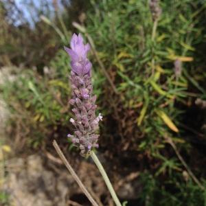 Photographie n°193716 du taxon Lavandula dentata L. [1753]