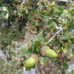 Photographie n°193735 du taxon Quercus coccifera L. [1753]