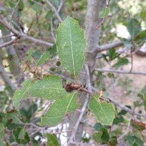 Photographie n°193738 du taxon Quercus coccifera L. [1753]