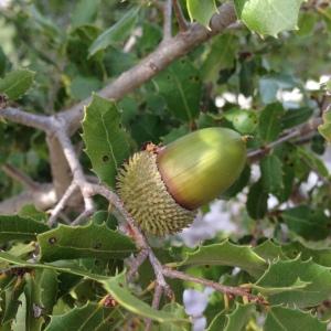 Photographie n°193743 du taxon Quercus coccifera L. [1753]