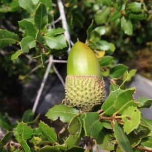 Photographie n°193746 du taxon Quercus coccifera L. [1753]