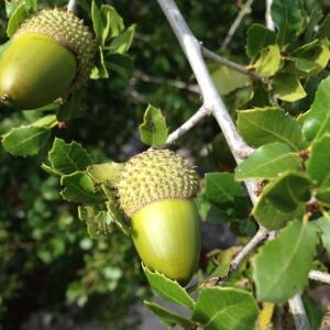 Photographie n°193747 du taxon Quercus coccifera L. [1753]