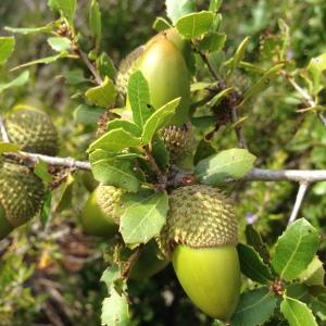 Photographie n°193748 du taxon Quercus coccifera L. [1753]