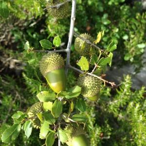 Photographie n°193749 du taxon Quercus coccifera L. [1753]