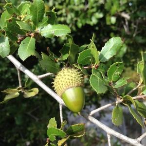 Photographie n°193750 du taxon Quercus coccifera L. [1753]