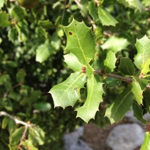 Photographie n°193751 du taxon Quercus coccifera L. [1753]