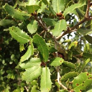 Photographie n°193752 du taxon Quercus coccifera L. [1753]