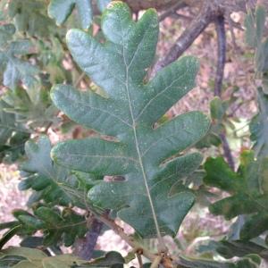 Photographie n°193761 du taxon Quercus pyrenaica Willd. [1805]