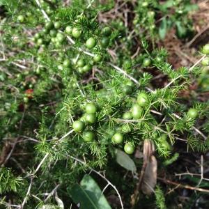 Photographie n°193782 du taxon Asparagus acutifolius L. [1753]