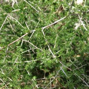 Photographie n°193786 du taxon Asparagus acutifolius L. [1753]