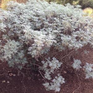 Photographie n°193796 du taxon Artemisia arborescens (Vaill.) L. [1763]