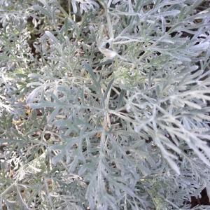 Photographie n°193797 du taxon Artemisia arborescens (Vaill.) L. [1763]
