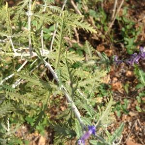 Photographie n°193808 du taxon Perovskia atriplicifolia Benth.