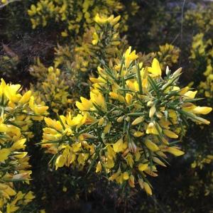 Photographie n°193817 du taxon Ulex parviflorus Pourr. [1788]