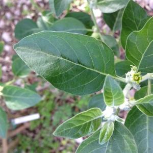 Photographie n°193827 du taxon Withania somnifera (L.) Dunal [1852]