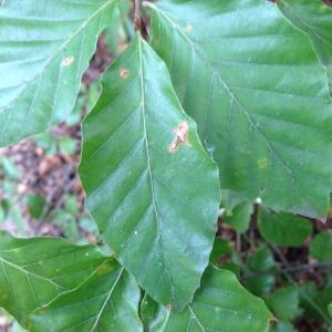 Photographie n°193839 du taxon Fagus sylvatica L. [1753]