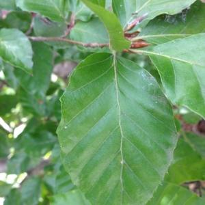 Photographie n°193841 du taxon Fagus sylvatica L. [1753]