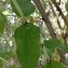  Pierre Bonnet - Coriaria myrtifolia L. [1753]